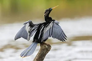 Waterbird Prints: USA, South Texas. National Wildlife Refuge, anhinga (male) drying wings