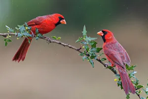 Territory Prints: USA, South Texas. Northern cardinal males