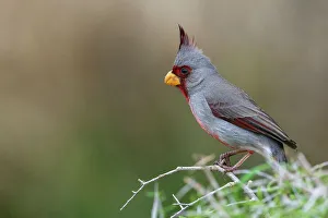 South Texas Prints: USA, South Texas. Pyrrhuloxia