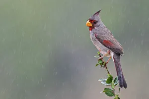 South Texas Prints: USA, South Texas. Pyrrhuloxia, desert rain shower