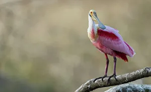Wading Prints: USA, South Texas. Roseate spoonbill