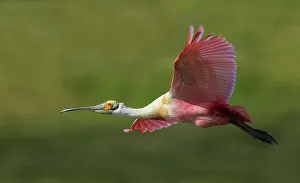 USA, South Texas. Roseate spoonbill flyby