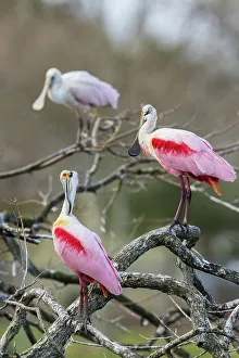 Wading Prints: USA, South Texas. Roseate spoonbills preening