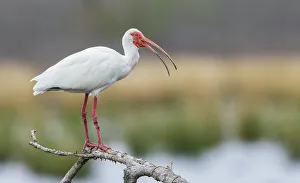 Shorebird Prints: USA, South Texas. White ibis calling