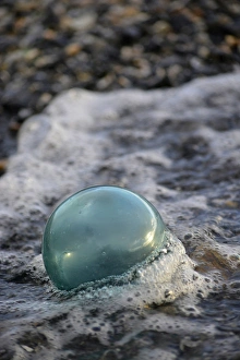 Images Dated 20th August 2015: USA, Southeast Alaska near Ketchikan, Japanese glass fishing float