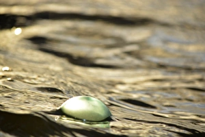 Images Dated 20th August 2015: USA, Southeast Alaska near Ketchikan, Japanese glass fishing float