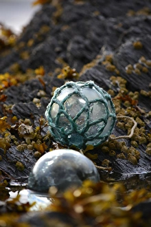 Images Dated 20th August 2015: USA, Southeast Alaska near Ketchikan, Japanese glass fishing float