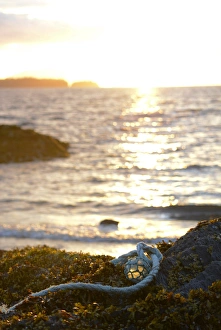 Images Dated 20th August 2015: USA, Southeast Alaska near Ketchikan, Japanese glass fishing float