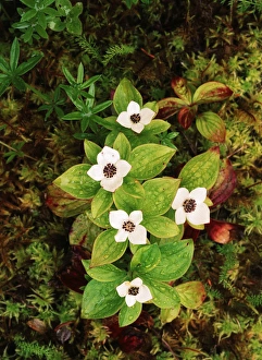 Fragility Prints: USA, Southeast Alaska, Tongass National Forest, View of Pacific dogwood, close-up