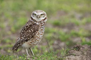 Burrow Prints: USA, Southeast Oregon, Malheur National Wildlife Refuge, burrowing owl near nesting burrow