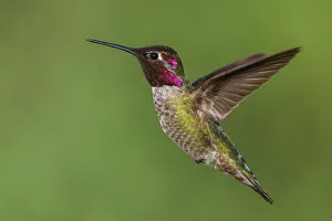 Southern California Prints: USA, Southern California, Poway, anna's hummingbird