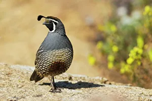 Southern California Prints: USA, Southern California, Poway, California quail