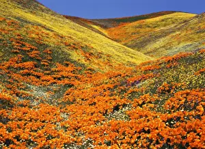 Tehachapi Mountains Prints: USA, Southern California, View of California golden poppy at Tehachapi mountains