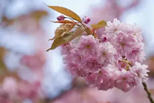 USA. Spectacular blossoms of cherry trees colorful harbinger of spring