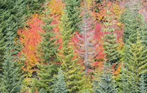 USA, Stampede Pass, Washington State, Cascade Mountains with reds of Vine Maple trees