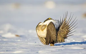 Elizabeth Boehm Prints: USA, Sublette County, Wyoming. Male Greater Sage Grouse is caught doing his courtship