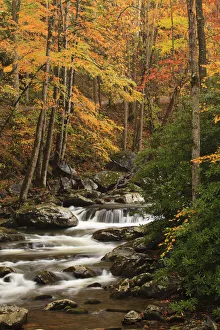 Great Smoky Mountain Prints: USA, Tennesse. Fall foliage along a stream in the Smoky Mountains