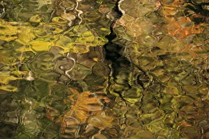Great Smoky Mountain Prints: USA, Tennesse. Fall reflections in the Little River