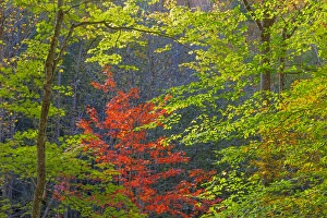 Images Dated 24th October 2014: USA, Tennessee. Autumn foliage in Cherokee National Forest
