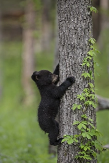 Images Dated 7th May 2015: USA, Tennessee. Black bear cub climbing tree