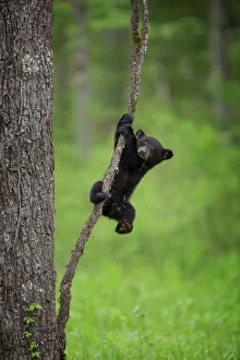 USA, Tennessee. Black bear cub playing on tree limb