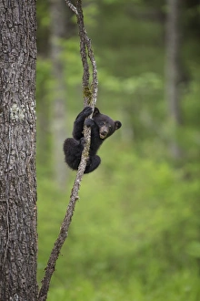 Images Dated 7th May 2015: USA, Tennessee. Black bear cub playing on tree limb