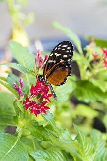 Trish Drury Prints: USA, Tennessee. Butterfly garden. Tiger longwing