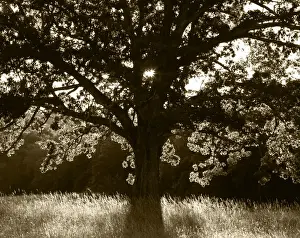 Images Dated 12th February 2013: USA, Tennessee, Cades Cove, Great Smoky Mountains National Park, White oak tree backlit
