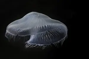Images Dated 28th April 2015: USA, Tennessee, Chattanooga. Moon jellyfish in aquarium