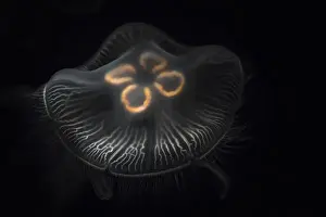 USA, Tennessee, Chattanooga. Moon jellyfish in aquarium