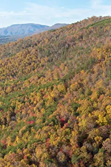 Images Dated 15th November 2021: USA, Tennessee. Deciduous fall color and evergreens, Appalachian Mountains