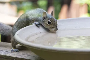 Images Dated 15th November 2021: USA, Tennessee. Eastern gray squirrel drinks at bird bath reflected in water