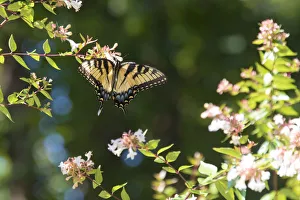 Trish Drury Prints: USA, Tennessee. Eastern Tiger Swallowtail gathers nectar on glossy abelia flowers