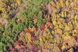 Images Dated 15th November 2021: USA, Tennessee. Evergreens contrast to dramatic fall color