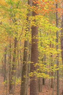 Tennessee Prints: USA, Tennessee, Fall Creek Falls State Park