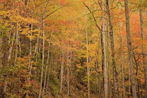 Landscape Prints: USA, Tennessee. Fall foliage along the Little River in the Smoky Mountains