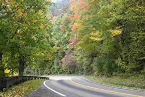 USA - Tennessee. Fall foliage on Newfound Gap Road in Great Smoky Mountains National Park