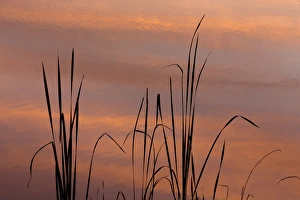 Images Dated 28th October 2014: USA, Tennessee, Falls Creek Falls State Park. Sunrise on cattails in lake. Credit as