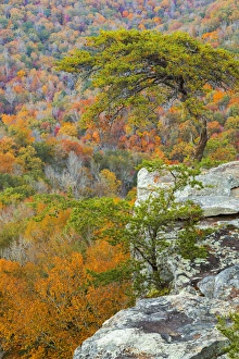 Images Dated 27th October 2014: USA, Tennessee, Falls Creek Falls State Park. Overlook from Buzzards Roost. Credit as