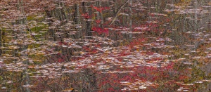 Images Dated 28th October 2014: USA, Tennessee, Falls Creek Falls State Park. Fall reflections in Fall Creek Lake