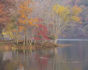 Images Dated 28th October 2014: USA, Tennessee, Falls Creek Falls State Park. Autumn forest reflects in lake. Credit as