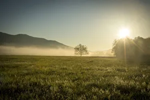 Lone Tree Prints: USA, Tennessee, Fog, tree