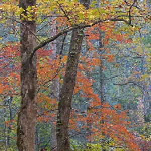 Images Dated 25th October 2014: USA, Tennessee. Forest scenic in autumn