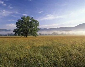 Images Dated 16th April 2004: USA, Tennessee. Great Smokey Mountains National Park, Cades Cove. Large Bur oak tree