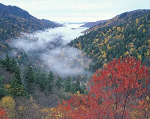 USA, Tennessee, Great Smokey Mountains National Park. Autumn view of foggy valley