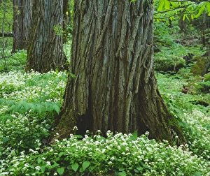 USA; Tennessee; Great Smoky Mountain National Park; Wildflowers and Old Growth Trees