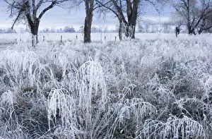Images Dated 19th January 2010: USA; Tennessee; Great Smoky Mountain NP; Early morning frost in Cades Coves