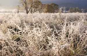 Images Dated 19th January 2010: USA; Tennessee; Great Smoky Mountain NP; Early morning frost in Cades Coves