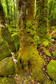 Images Dated 23rd April 2006: USA; Tennessee; Great Smoky Mountain NP; Moss covered trees trunks in spring