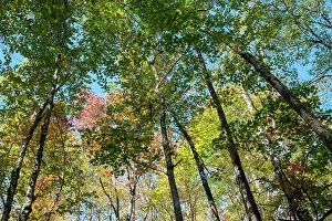 Tennessee Prints: USA, Tennessee. Great Smoky Mountains Fall colors
